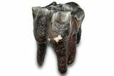 Fossil Woolly Rhino (Coelodonta) Tooth - Siberia #303351-1